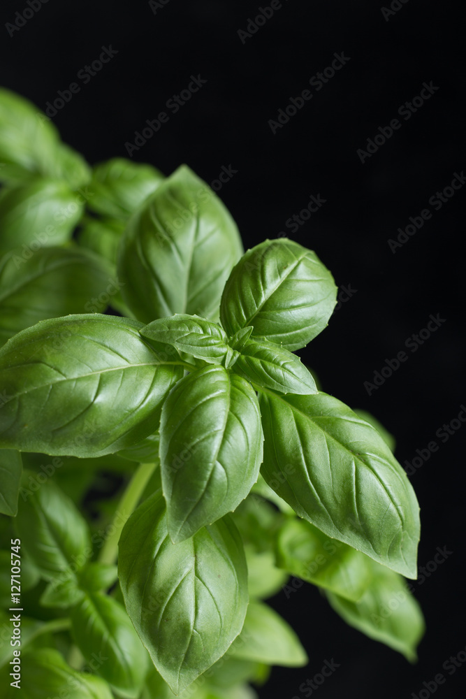 Basil leafs on the dark background. Green leaves closeup. Aromatic ingredient in culinary, raw for beverage and dishes. Traditional Italy spice for pasta, pizza, salads. Macro. Basil leafs on the dark background. Green leaves closeup. Aromatic ingredient in culinary, raw for beverage and dishes. Traditional Italy spice for pasta, pizza, salads. Macro.