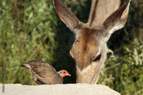 The Swainson's spurfowl, Swainson's francolin or chikwari (Pternistis swainsonii), with the kudu photo