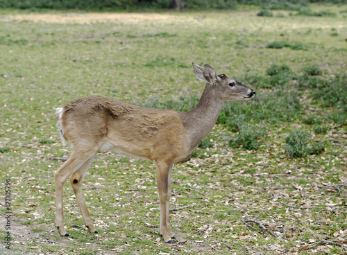 Fototapeta Naklejka Na Ścianę i Meble -  Female Fallow Deer standing in grassland