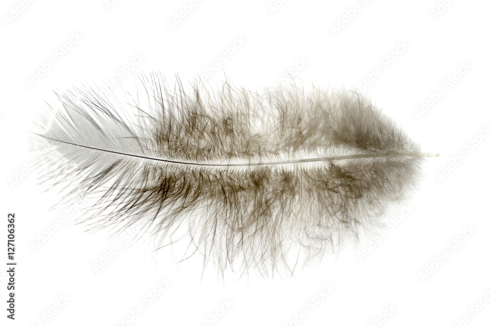 bird feather on white background