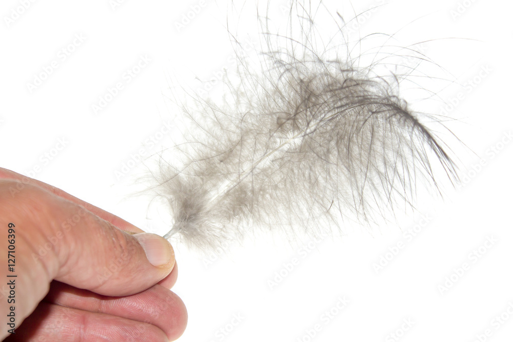 Fototapeta premium bird feather on white background