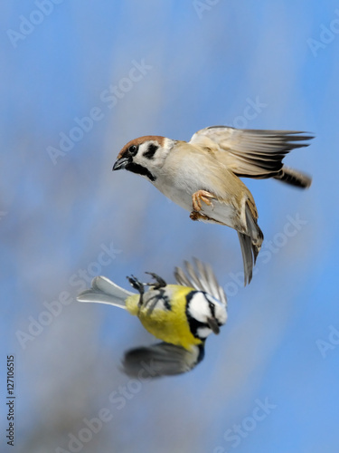 Flying Tree sparrow and Blue tit © Victor Tyakht