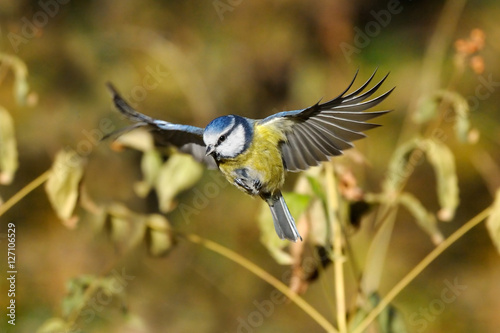 Flying Blue Tit among autumn yellow grasses