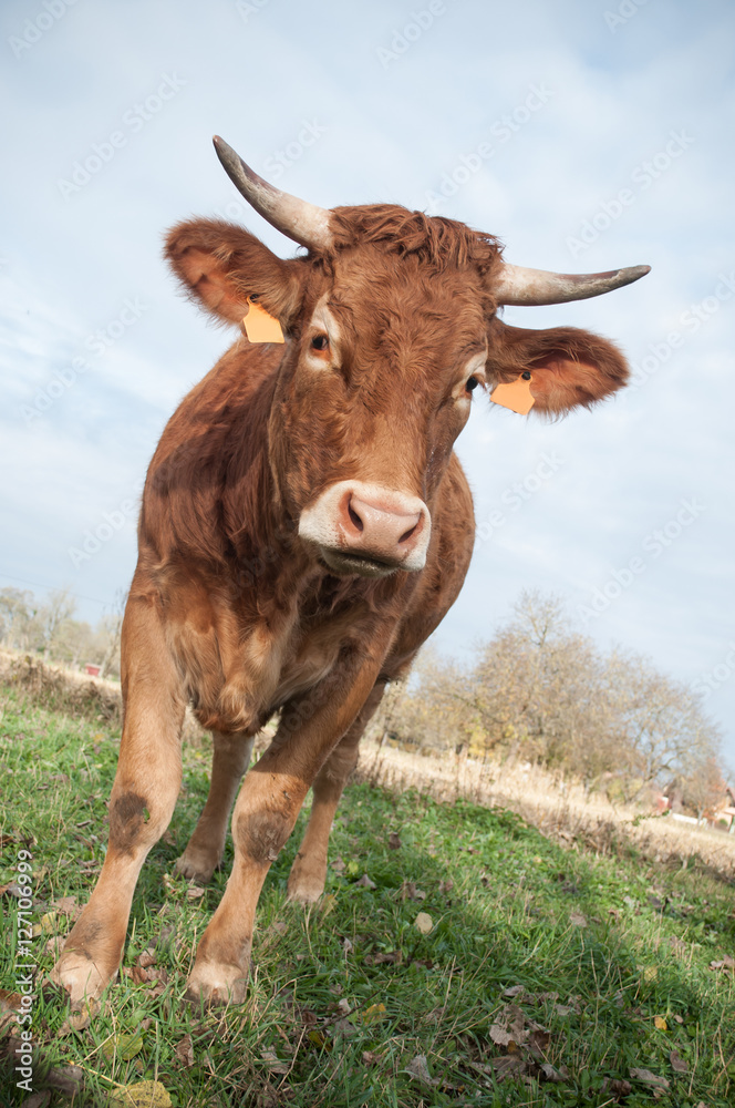 portrait de vache brune en gros plan portrait de vache brune en gros plan