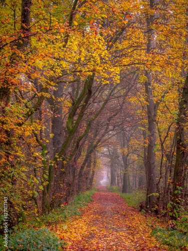 Colors of Atumn forest © defpics