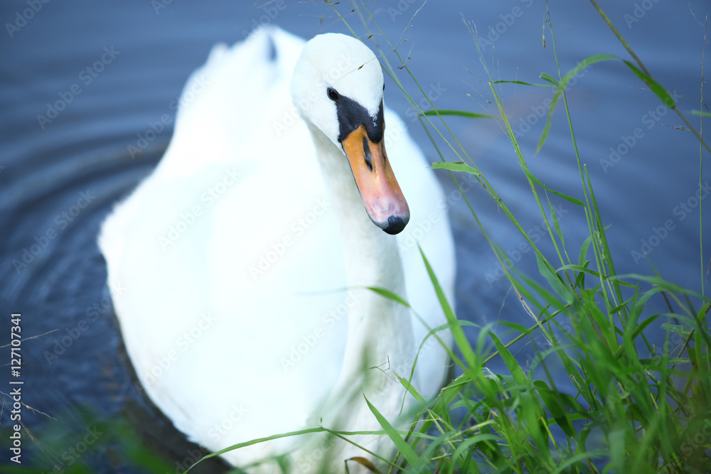 Fototapeta premium Łabędź niemy