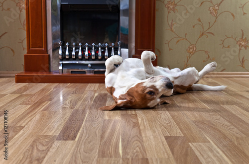 Fototapeta Naklejka Na Ścianę i Meble -  resting beagle on wooden floor near to a fireplace