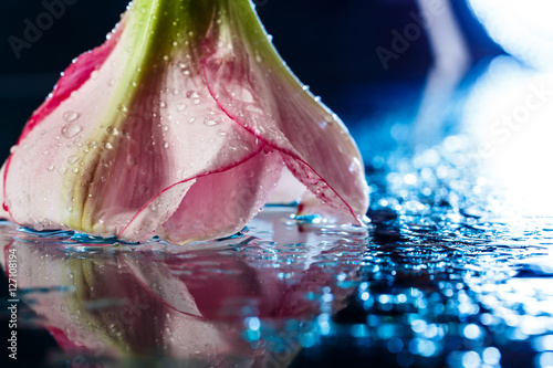 Pink flower with water drops over dark blue background.