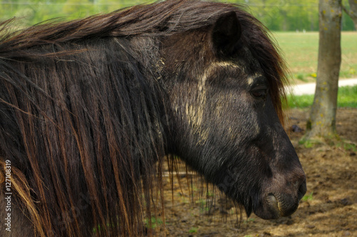 close up of a dark brown iceland horse standing on the pasture between trees photo