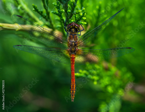 Dragonfly on a green leaf © edelweiss81