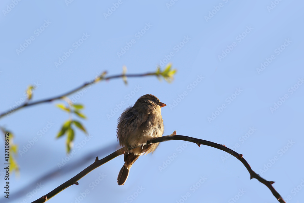 Little sparrow, which is cold Little sparrow, which is cold