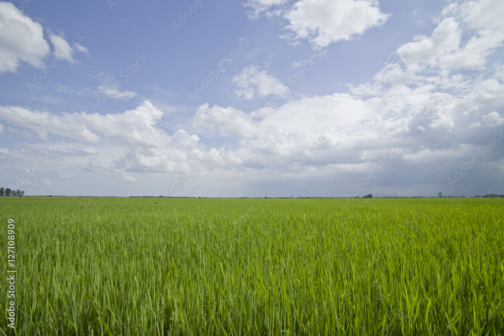 Rice field.