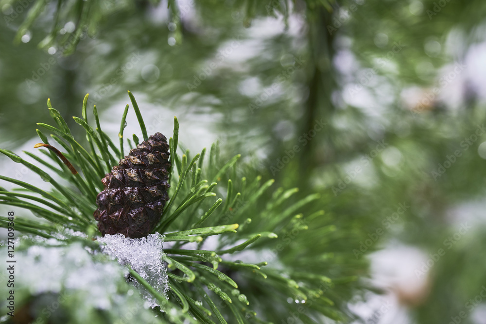 Pine cone with snow