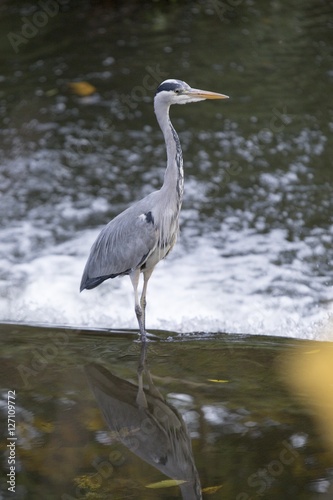 Grey Heron  Ardea cinerea 