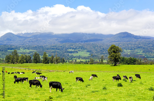 Cows in the Alpine meadow