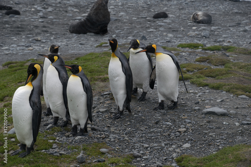 Fototapeta premium Königspinguine auf Südgeorgien ( Possession Bay)