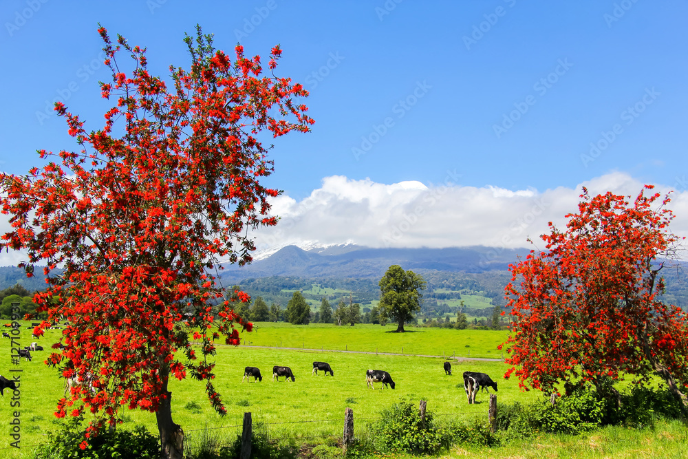 Red trees and cows in the Alpine meadow