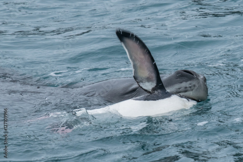 Seeleopard frisst Pinguin bei den S  dorkney Inseln in der Antarktis
