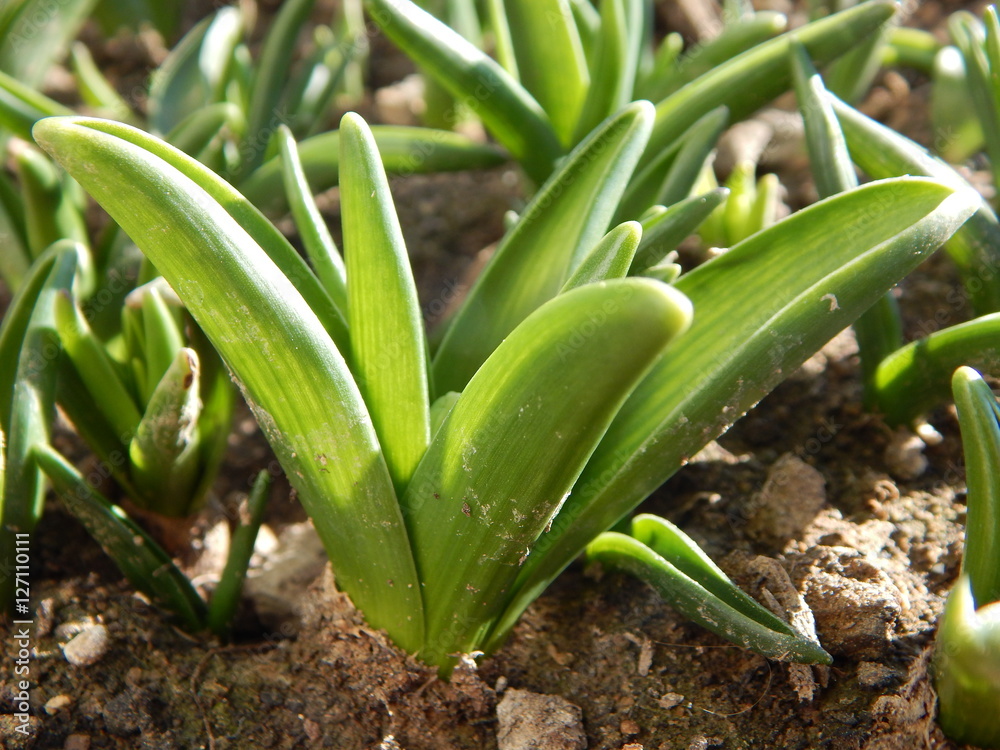 Fototapeta premium Germoglio