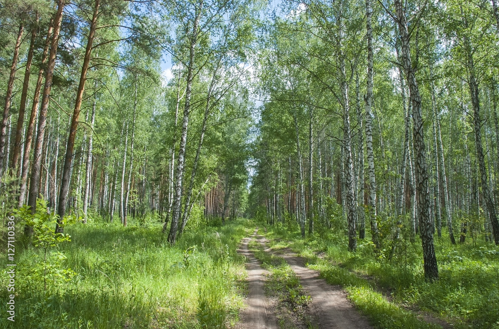 Fototapeta premium Dirt road in the wood