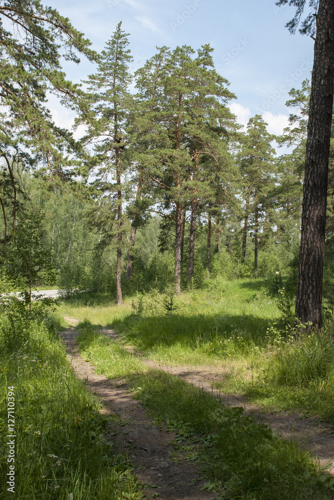 Fototapeta premium Dirt road in the wood