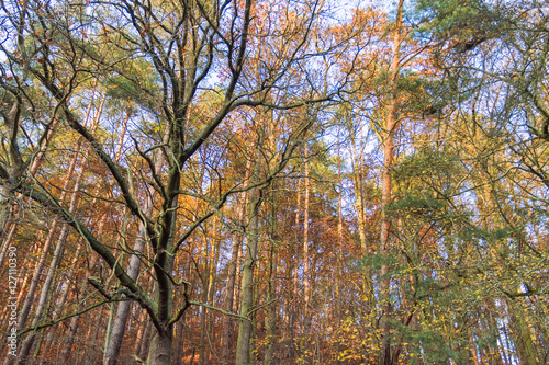Trees in the autumn forest.