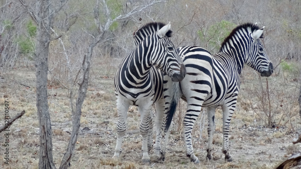 Obraz premium Zebras in der Wildnis