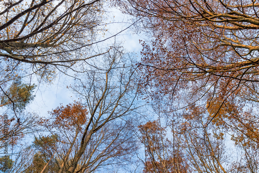 Autumn trees underside view. Autumn trees underside view.