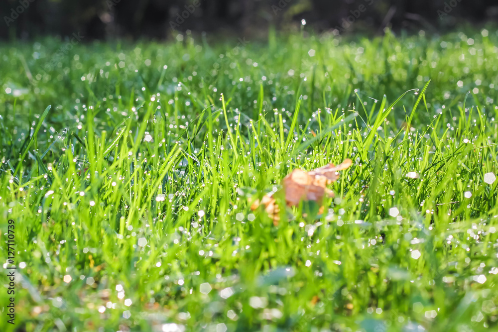 drops of dew on a fresh green grass drops of dew on a fresh green grass