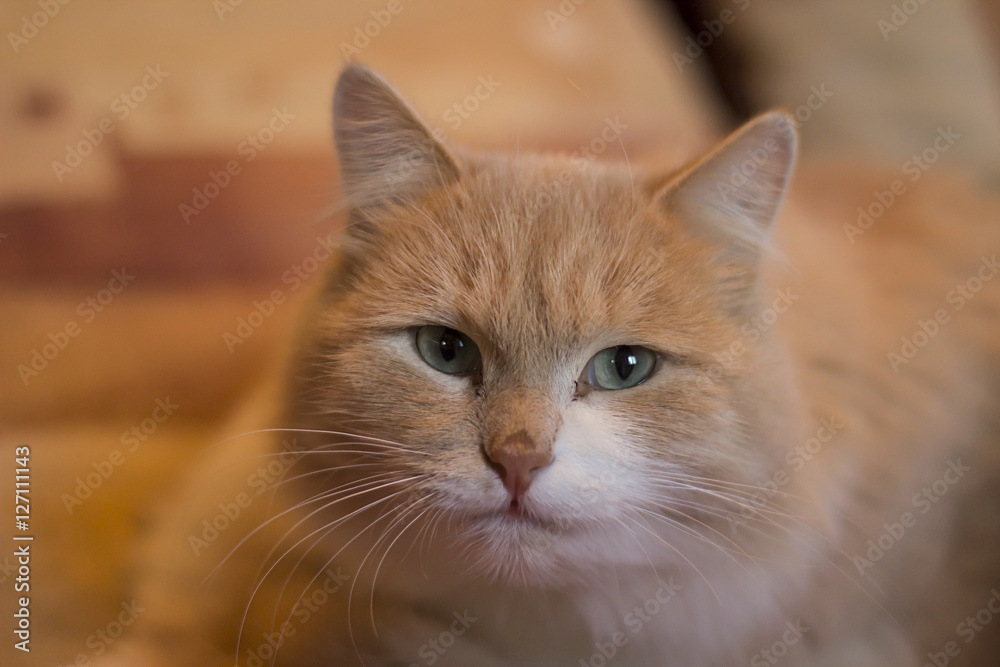 Портрет красивой рыжей кошки