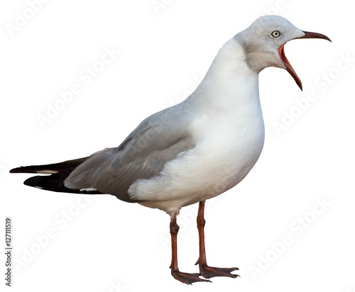 Grey Headed Seagull with beak wide open