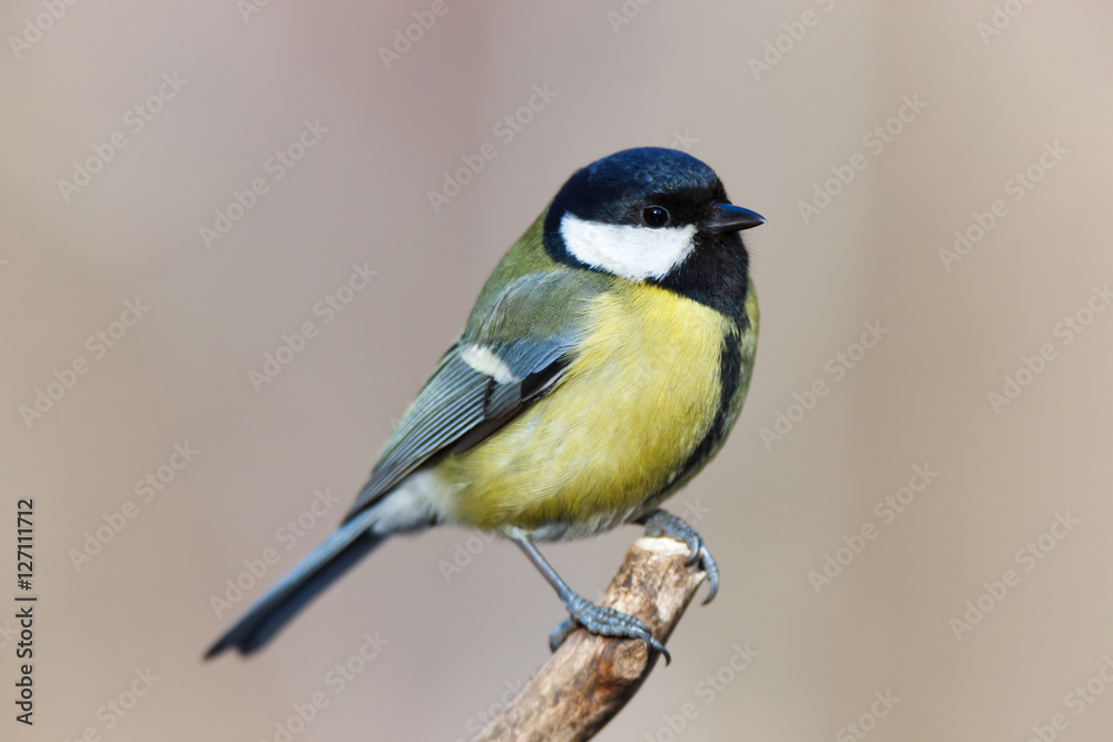 Fototapeta premium Great Tit (Parus major)
