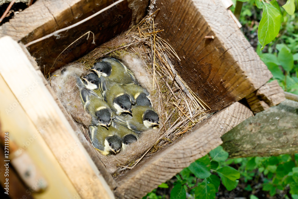 Obraz premium Great Tit (Parus major) in nestbox