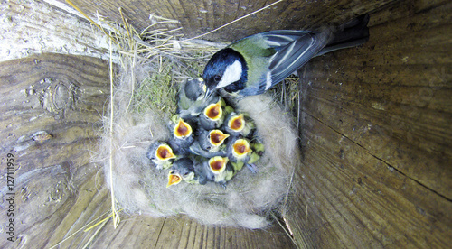Great Tit (Parus major) in nestbox