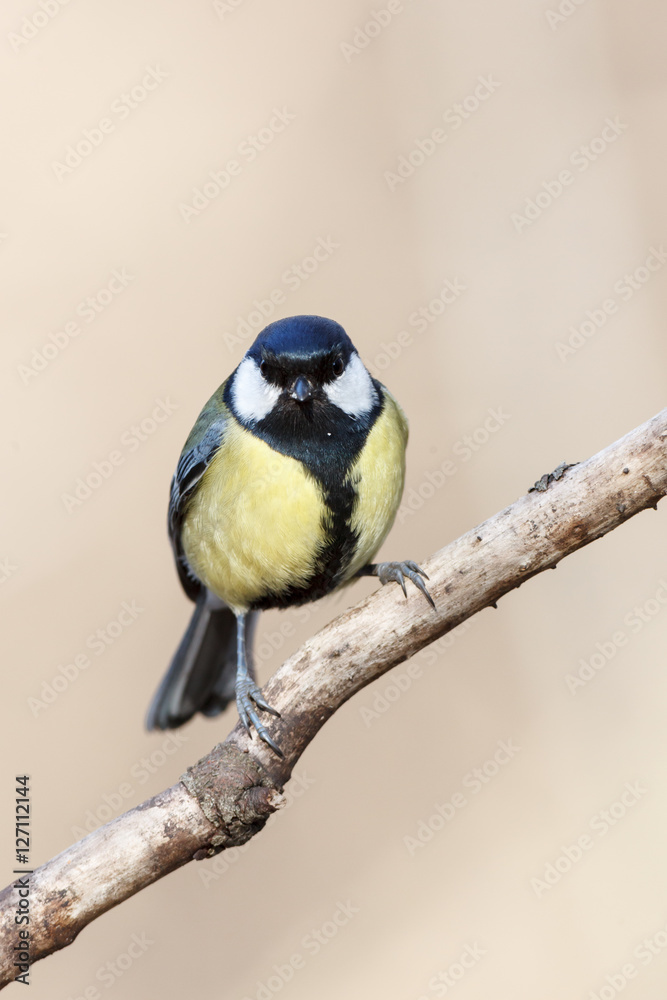 Obraz premium Great Tit (Parus major)