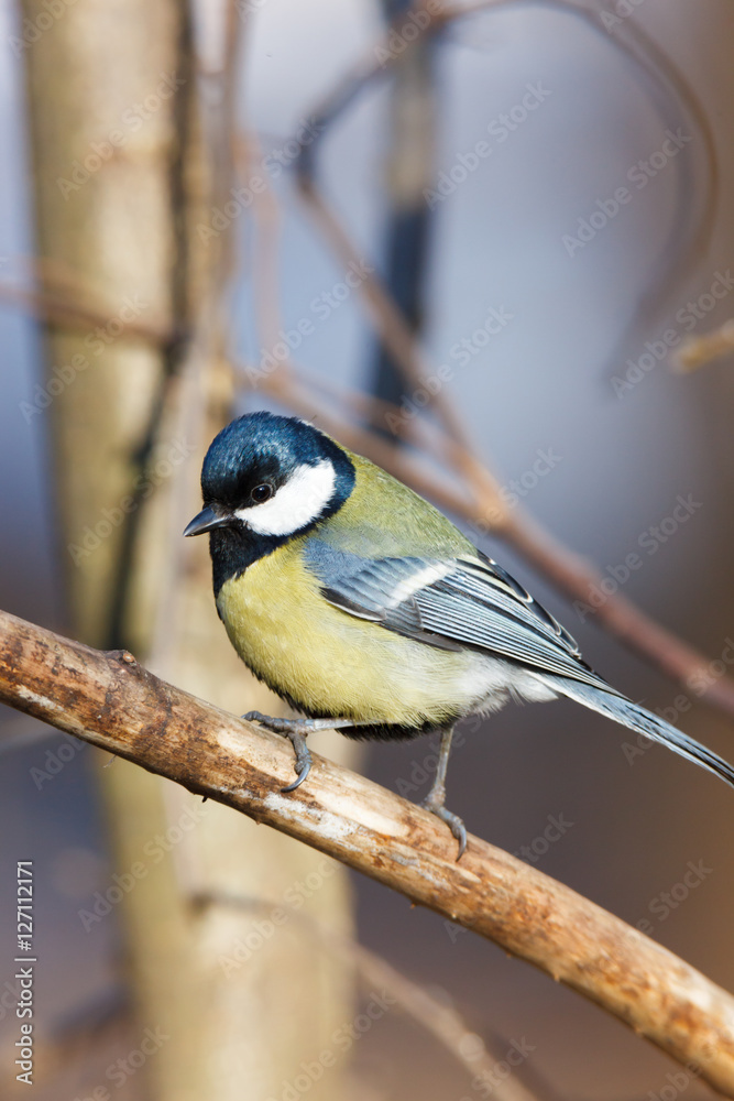 Fototapeta premium Great Tit (Parus major)