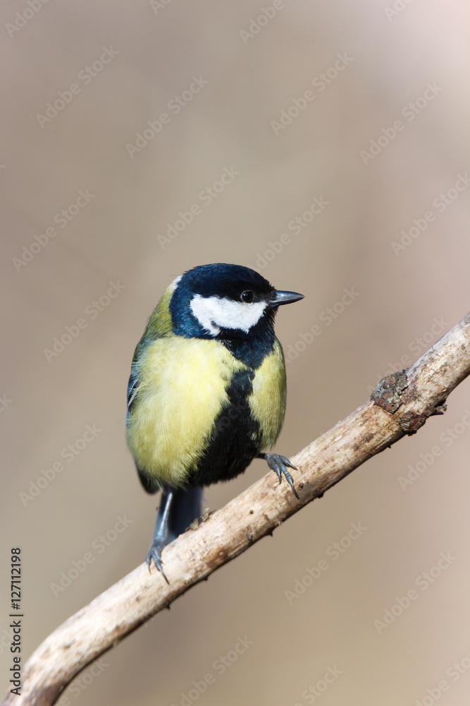 Fototapeta premium Great Tit (Parus major)