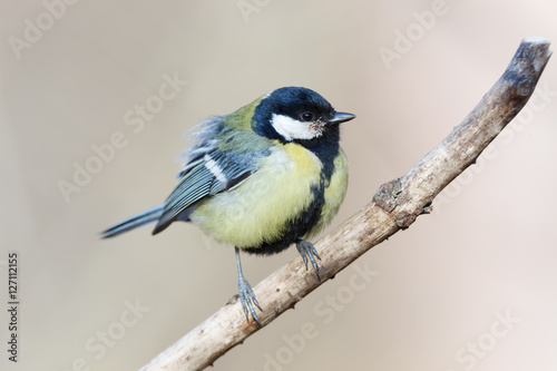 Great Tit (Parus major)