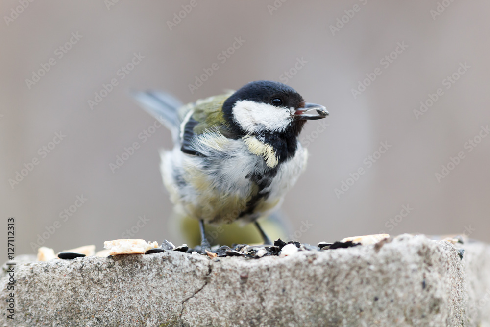 Naklejka premium Great Tit (Parus major)