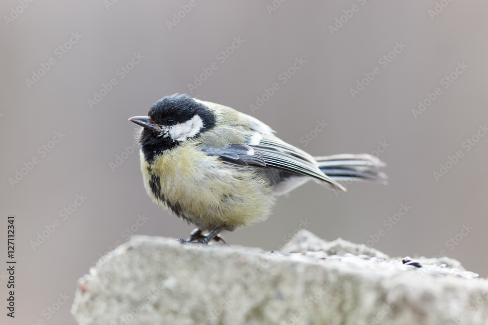 Obraz premium Great Tit (Parus major)