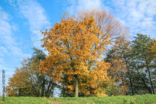 Bunte Bäume im sonnigen Herbst