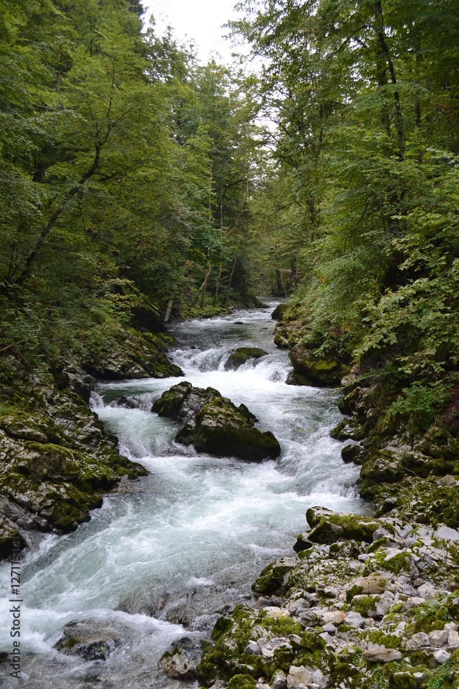 Obraz premium forest