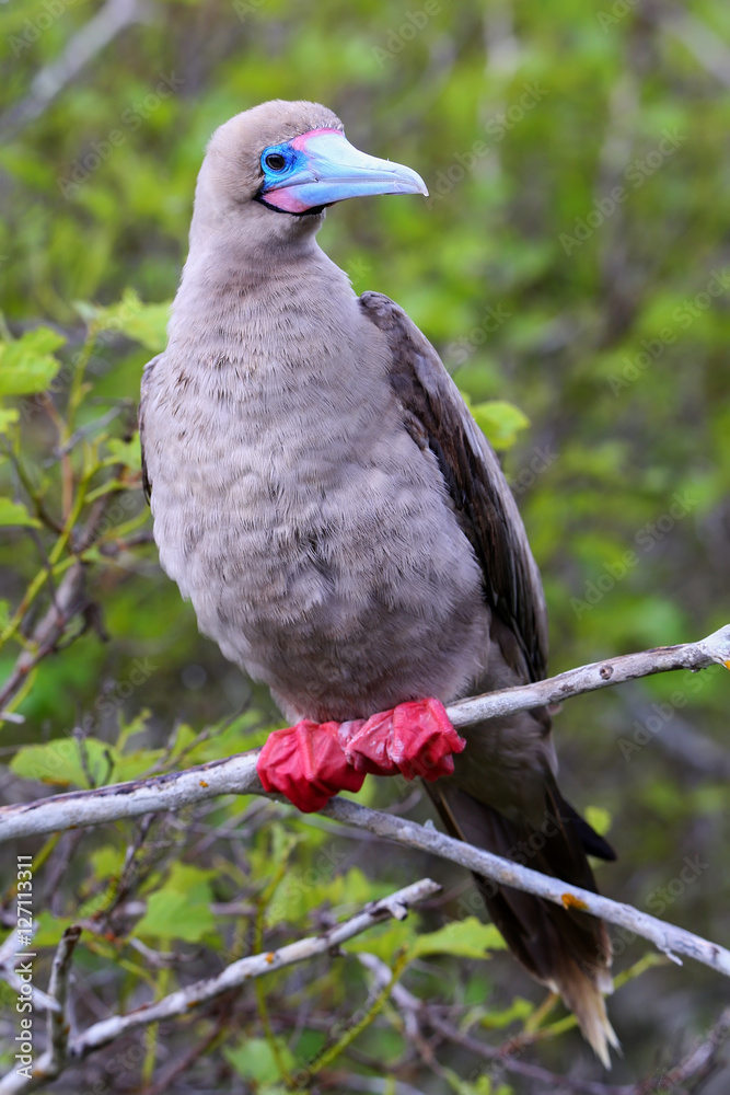 Fototapeta premium Red-footed booby on Genovesa island, Galapagos National Park, Ec
