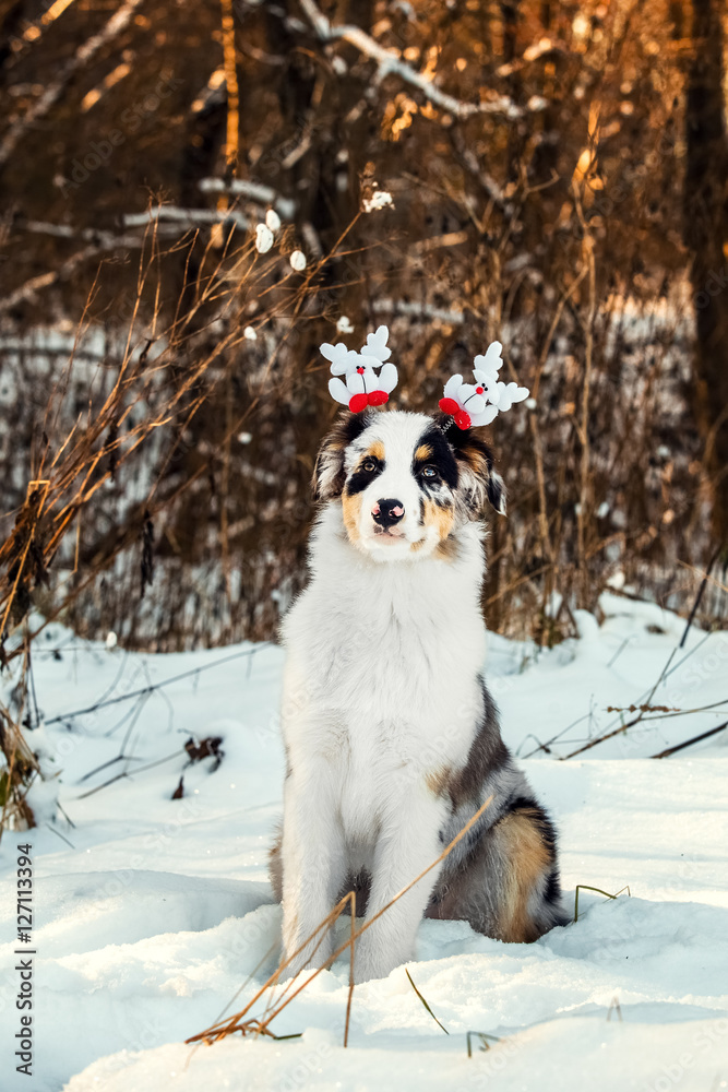 Christmas portrait of Australian Shepherd puppy