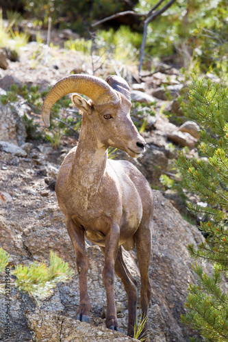 Bighorn Sheep in the San Isabel Natioanl Forest