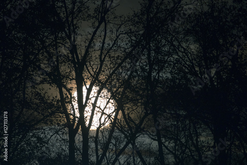 Quadro su tela Full moon behind naked tree branches and twigs in night