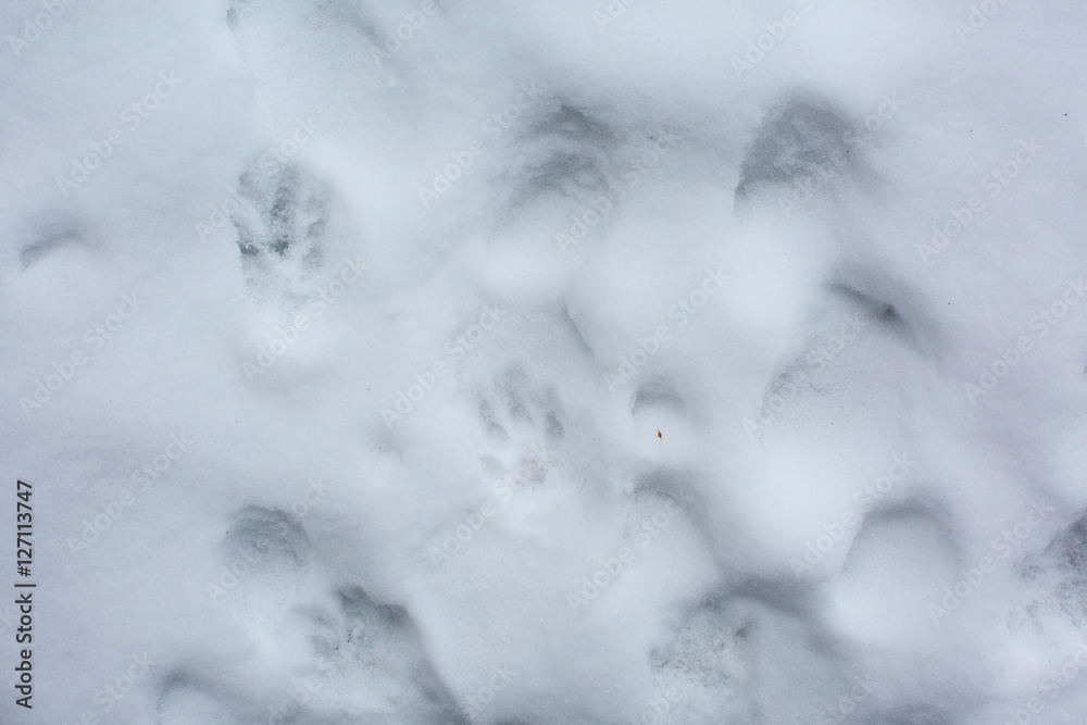 Fototapeta faktura śladów kota na śniegu