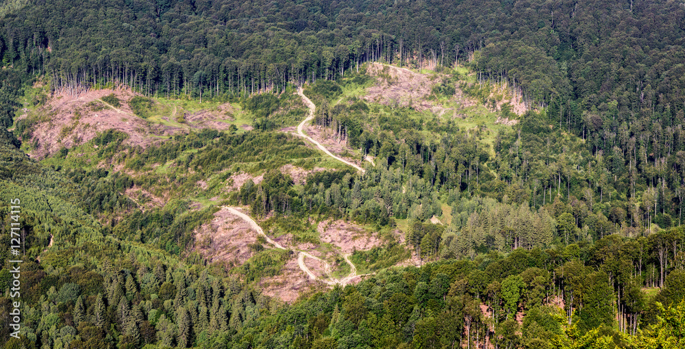 Deforestation. View of deforestation mountain with forest roads, missing parts of the forest.
