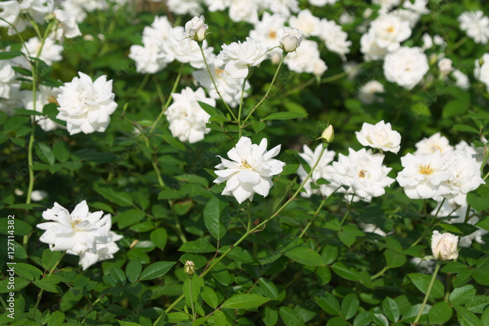 薔薇 薔薇