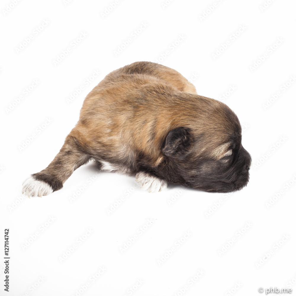 Portée de chiots